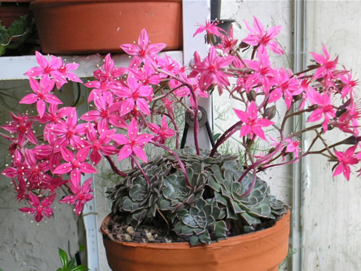 Graptopetalum bellum