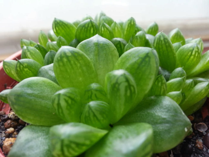 Haworthia cymbiformis var. obtusa