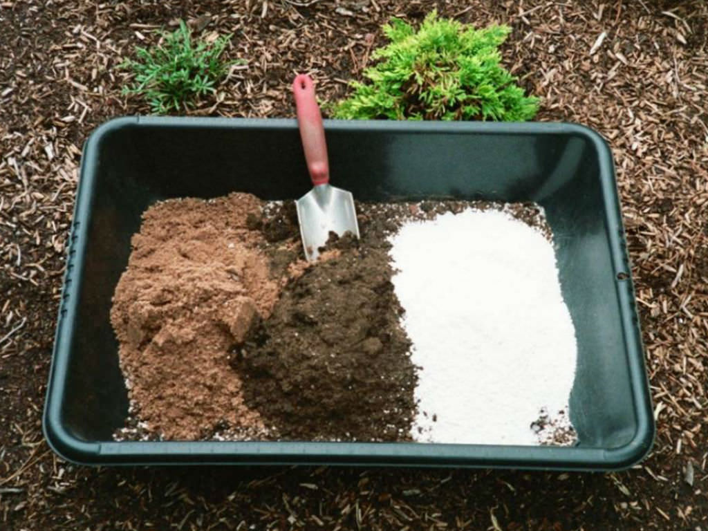 Soil for succulent plants information