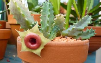 Huernia insigniflora – Lifesaver Cactus Huernia insigniflora - Lifesaver Cactus