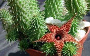 Huernia pillansii Huernia pillansii