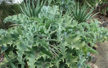 Kalanchoe beharensis – Velvet Elephant Ear, Felt Bush Kalanchoe beharensis - Velvet Elephant Ear Felt Bush