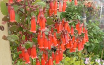 Kalanchoe manginii – Chandelier Plant Kalanchoe manginii - Chandelier Plant