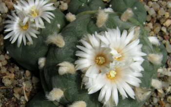 Lophophora diffusa – False Peyote Lophophora diffusa - False Peyote