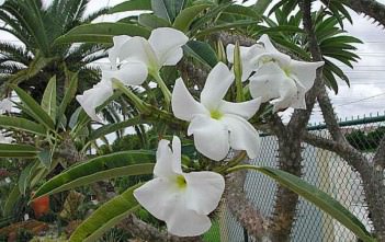 Pachypodium rutenbergianum – Madagascar Palm Pachypodium rutenbergianum - Madagascar Palm