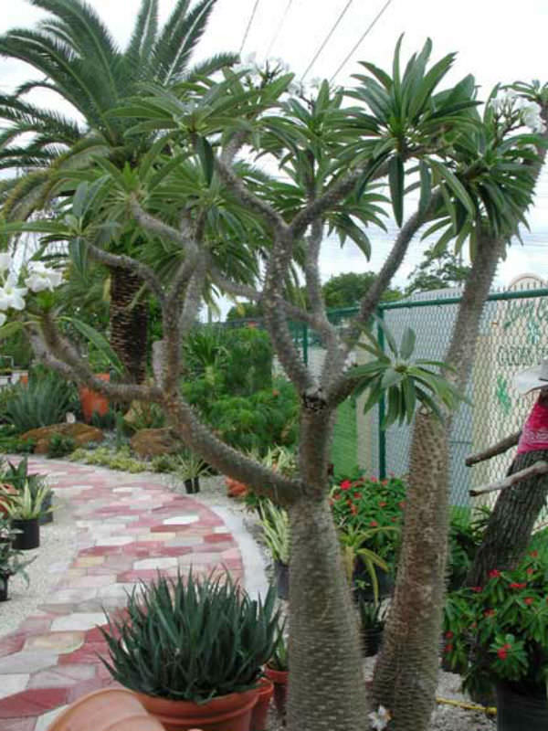 Pachypodium rutenbergianum - Madagascar Palm | World of Succulents