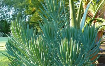 Senecio cylindricus – Narrow-Leaf Chalk Sticks Senecio cylindricus - Narrow-Leaf Chalk Sticks