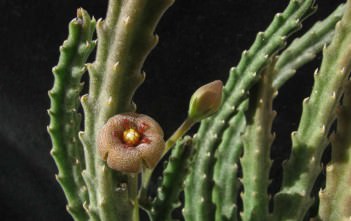 Stapelia erectiflora Stapelia erectiflora