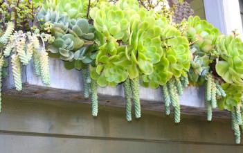 Tips for Succulent Gardening in Window Boxes Succulent Gardening in Window Boxes