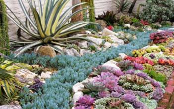 Succulents: Ideal Plants for Summer Succulents