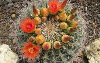 Ferocactus wislizeni – Arizona Barrel Cactus Ferocactus wislizeni - Arizona Barrel Cactus Fishhook Barrel Cactus