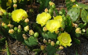 Can you Regrow a Cactus from its Arm? Regrow a Cactus From