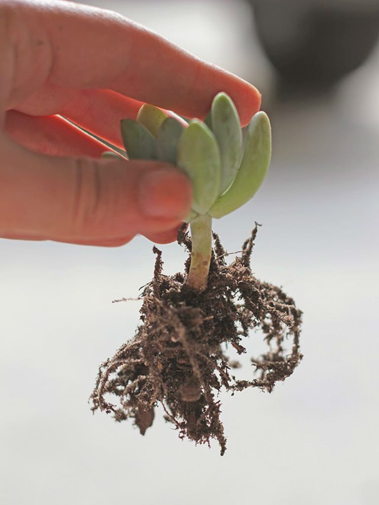 repot succulents worldofsucculents dirt transplant replanting sand succulent repotting cactus growing mix flowers planting