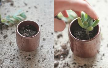 How To Repot Succulents Repot Succulents