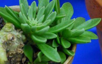 Adromischus phillipsiae Adromischus phillipsiae