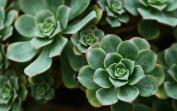 Aeonium haworthii – Haworth’s Aeonium, Pinwheel Aeonium haworthii - Haworth's Aeonium Pinwheel