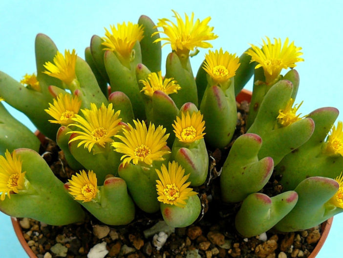 Conophytum bilobum