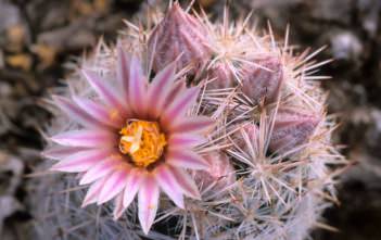 Escobaria sneedii – Sneed’s Pincushion, Carpet Foxtail Cactus Escobaria sneedii - Sneed's Pincushion Carpet Foxtail Cactus