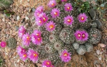 Escobaria vivipara – Beehive Cactus Escobaria vivipara - Beehive Cactus Viviparous Foxtail Cactus