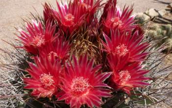 Ferocactus emoryi – Emory’s Barrel Cactus Ferocactus emoryi - Emory's Barrel Cactus