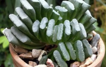 Haworthia truncata – Horse’s Teeth Haworthia truncata - Horse's Teeth