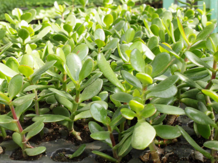 Jade Plant