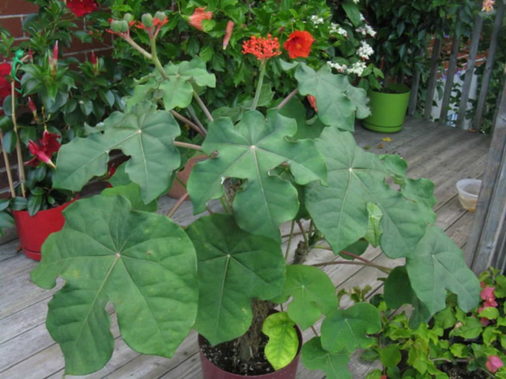 How to Grow and Care for Jatropha World of Succulents