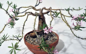 Pachypodium succulentum Pachypodium succulentum