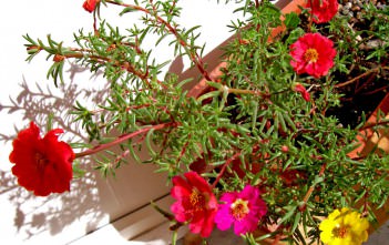 Portulaca grandiflora – Moss Rose, Eleven O’Clock Portulaca grandiflora - Moss Rose Eleven O'Clock