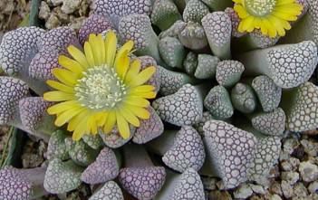 Titanopsis schwantesii Titanopsis schwantesii