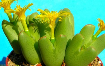 Conophytum bilobum – Living Pebble Conophytum bilobum - Living Pebble