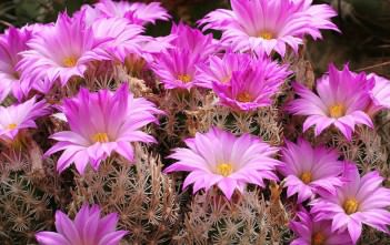 Escobaria minima – Nellie Cory Cactus, Birdfoot Cactus Escobaria minima - Nellie Cory Cactus Birdfoot Cactus