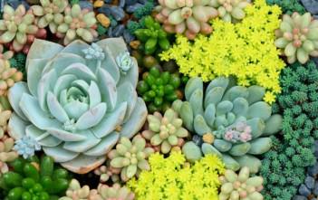 The Spectacular World of Succulents World of succulents