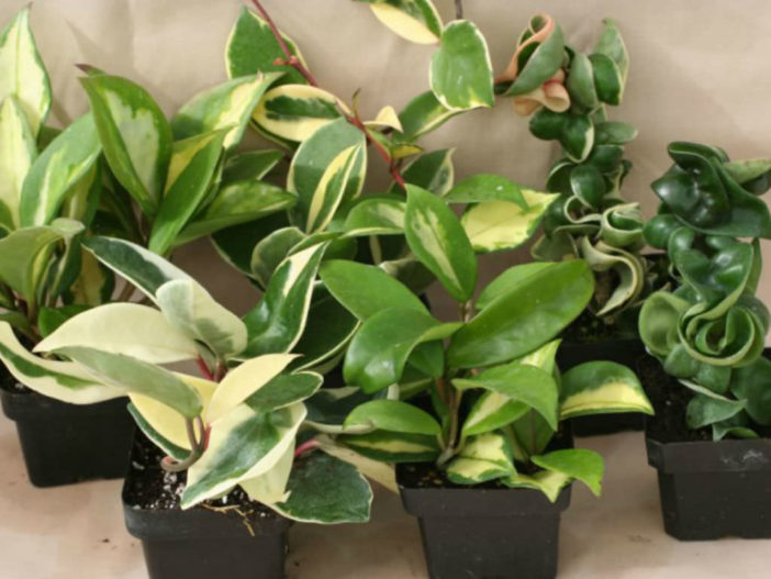 How to Grow and Care for Hoya World of Succulents