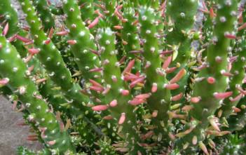 Austrocylindropuntia subulata f. monstrosa – Christmas Tree Cactus Austrocylindropuntia subulata f. monstrosa - Christmas Tree Cactus
