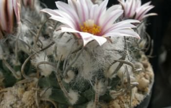 Turbinicarpus schmiedickeanus Turbinicarpus schmiedickeanus