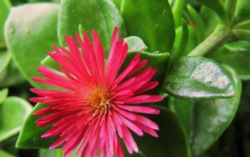 Aptenia ‘Red Apple’ – Baby Sun Rose Aptenia 'Red Apple' - Baby Sun Rose