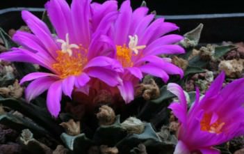 Ariocarpus agavioides – Tamaulipas Living Rock Cactus Ariocarpus agavioides - Tamaulipas Living Rock Cactus