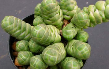 Crassula barklyi – Rattlesnake Tail Crassula barklyi - Rattlesnake Tail