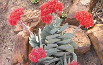 Crassula perfoliata var. minor – Airplane Plant Crassula perfoliata var. minor - Airplane Plant