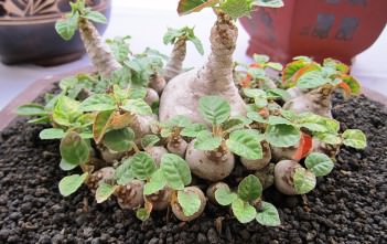 Dorstenia foetida – Grendelion Dorstenia foetida - Grendelion