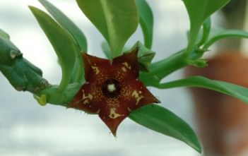 Frerea indica Frerea indica