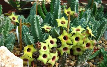 Huernia thuretii var. primulina Huernia thuretii var. primulina