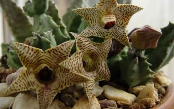 Huernia thuretii Huernia thuretii