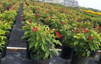 Jatropha integerrima – Peregrina, Spicy Jatropha Jatropha integerrima - Peregrina Spicy Jatropha