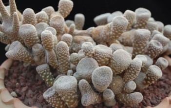 Maihueniopsis clavarioides – Dead Man’s Fingers Maihueniopsis clavarioides - Dead Man's Fingers