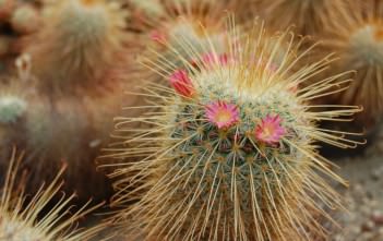 Mammillaria magnifica Mammillaria magnifica