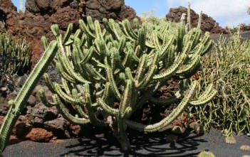 Myrtillocactus geometrizans – Bilberry Cactus Myrtillocactus geometrizans - Bilberry Cactus