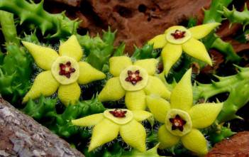 Orbea semota var. lutea – Yellow Orbea Orbea semota var. lutea - Yellow Orbea