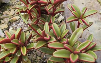 Peperomia graveolens – Ruby Glow Peperomia